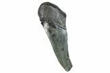 Partial Fossil Megalodon Tooth - South Carolina #277435-1